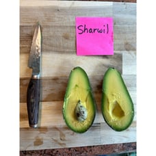 Grafted 'Sharwil' Avocado Fruit Tree - Best Tasting Avocado in World