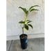 Grafted 'Sharwil' Avocado Fruit Tree - Best Tasting Avocado in World