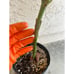 Grafted 'Sharwil' Avocado Fruit Tree - Best Tasting Avocado in World