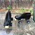 Cobra skates