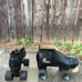 Cobra skates