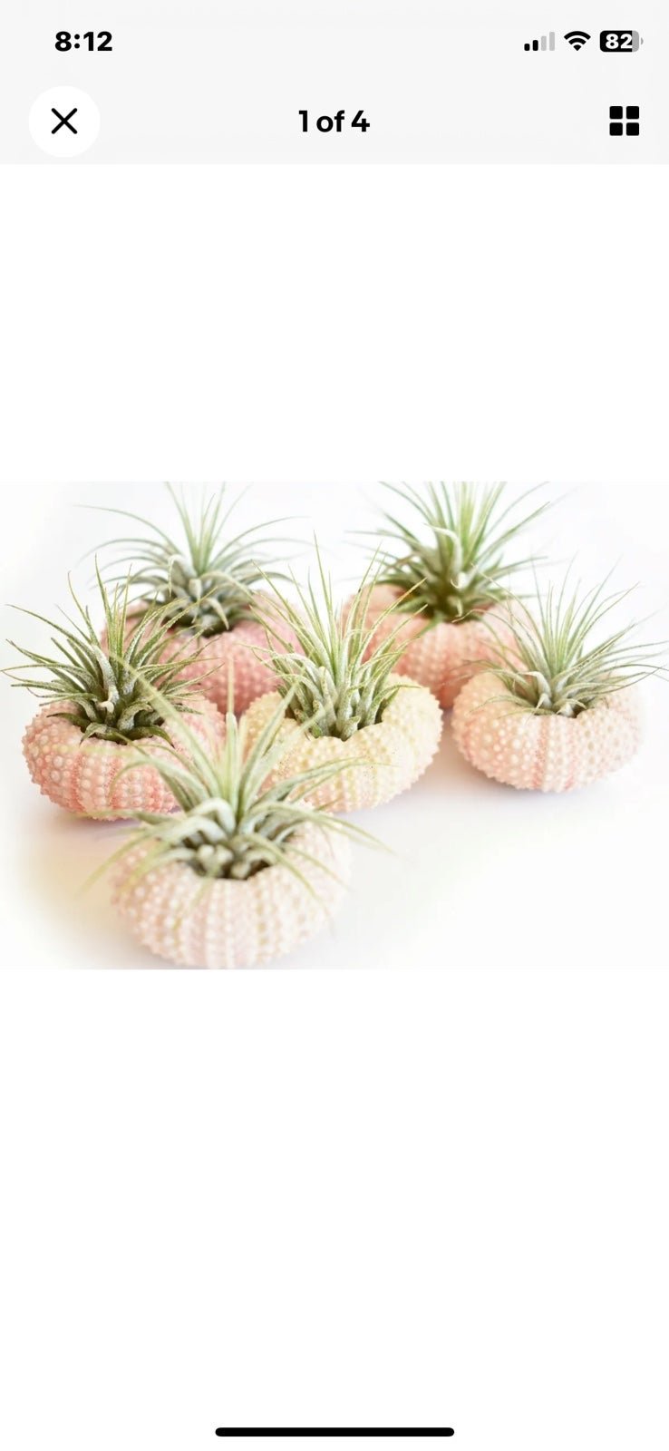 6 Pack Beautiful Air Plant w. Pink Sea Urchin Nautical Gift Beach Wedding Decor