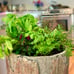 Farmhouse Herb & Pepper Stand. Unique Standing Log Garden for Kitchen & Balcony.