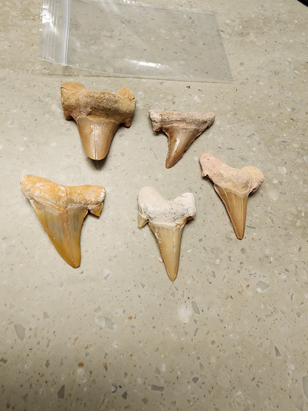 5 large shark teeth