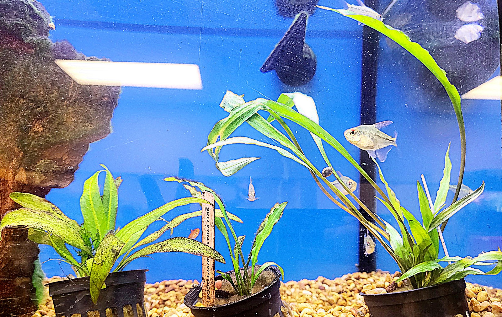 3 plant pack bundle~Live aquarium plants