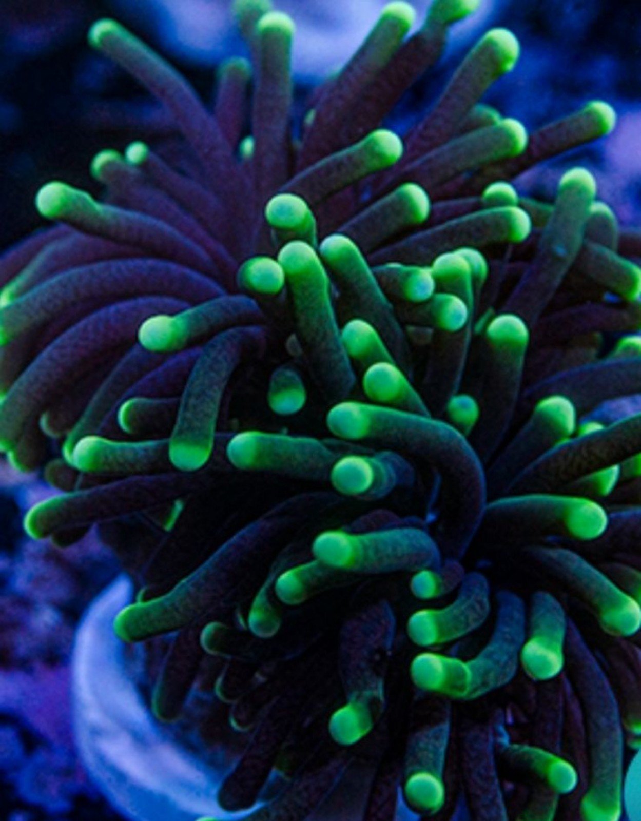 Indo Neon Green Torch Aquarium Decoration BLACK FRIDAY SALE