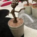 Disneyland Baby Groot Sipper 4 Mug Cups w Straw Guardians of the Galaxy NEW