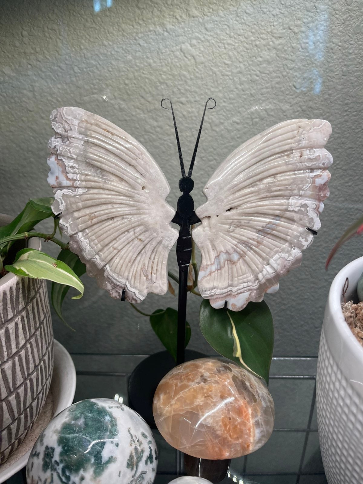 Mexican agate butterfly wings