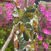 FARM RIO Spotted Leaves Utility Mini DressTropical Linen Print Size Medium