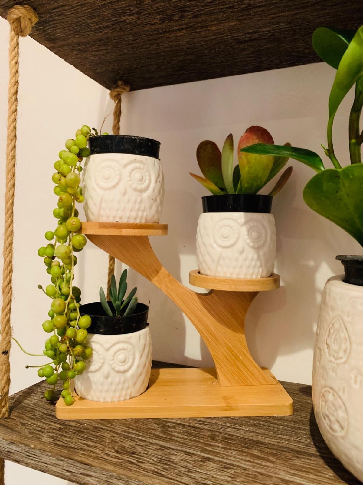 3pcs Owl Succulent Pots with 3 Tier