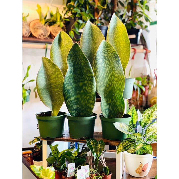 Whalefin Sansevieria Masoniana Over 1 Foot Tall Live Plant in 6” Pot