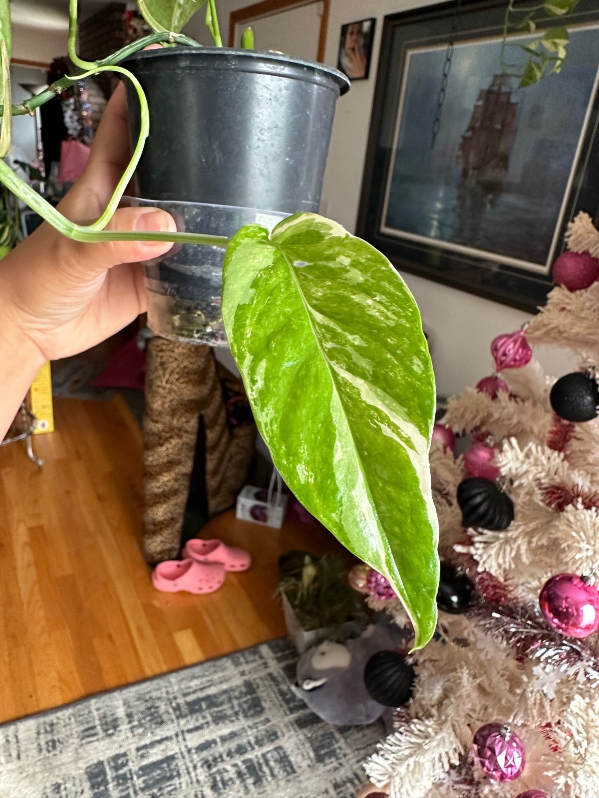 Epipremnum pinnatum variegated