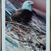 Lee Bogle (6) lithograph Rare Collection Native American