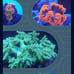 Coral Frag Aquarium Decoration