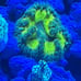 Coral Frag Aquarium Decoration