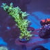 Coral Frag Aquarium Decoration