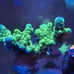 Coral Frag Aquarium Decoration