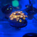 Coral Frag Aquarium Decoration