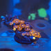 Coral Frag Aquarium Decoration