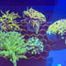 Coral Frag Aquarium Decoration