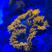 Coral Frag Aquarium Decoration