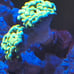 Coral Frag Aquarium Decoration