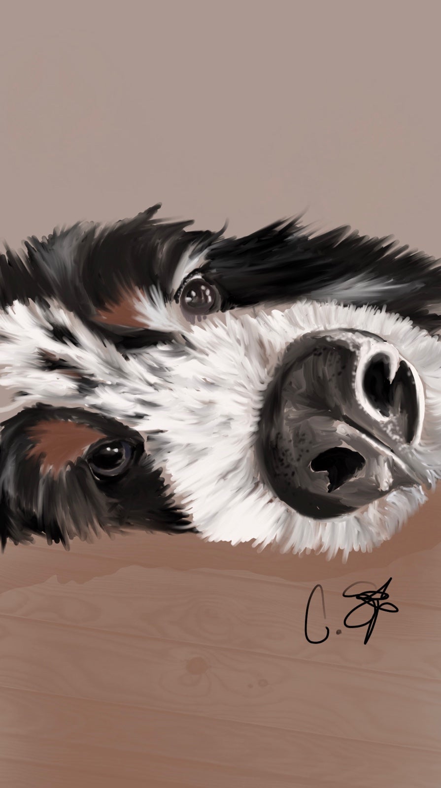Bernese Mountain Dog Picture