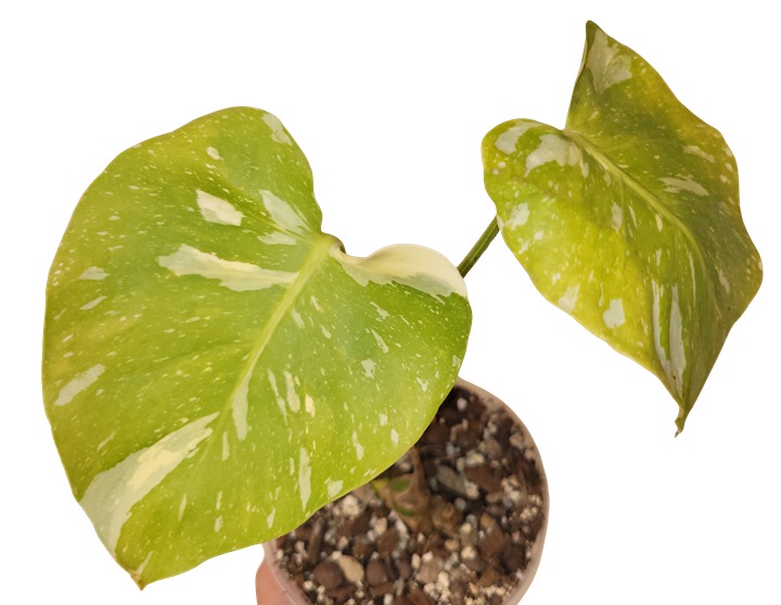 Monstera Thai Constellation