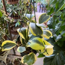 HOYA KERRII ALBO VARIEGATED RESERVED TO GREATDEALS_101!