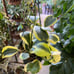 HOYA KERRII ALBO VARIEGATED RESERVED TO GREATDEALS_101!