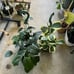 HOYA KERRII ALBO VARIEGATED RESERVED TO GREATDEALS_101!