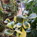 HOYA KERRII ALBO VARIEGATED RESERVED TO GREATDEALS_101!