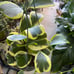 HOYA KERRII ALBO VARIEGATED RESERVED TO GREATDEALS_101!