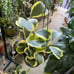 HOYA KERRII ALBO VARIEGATED RESERVED TO GREATDEALS_101!