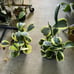 HOYA KERRII ALBO VARIEGATED RESERVED TO GREATDEALS_101!