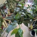 HOYA KERRII ALBO VARIEGATED RESERVED TO GREATDEALS_101!