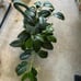 HOYA KERRII ALBO VARIEGATED RESERVED TO GREATDEALS_101!