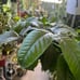HOYA KERRII ALBO VARIEGATED RESERVED TO GREATDEALS_101!