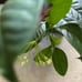 HOYA KERRII ALBO VARIEGATED RESERVED TO GREATDEALS_101!