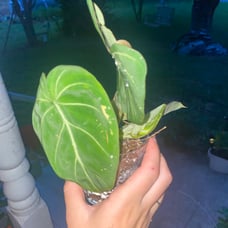 Philo Floriosum