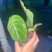 Philo Floriosum