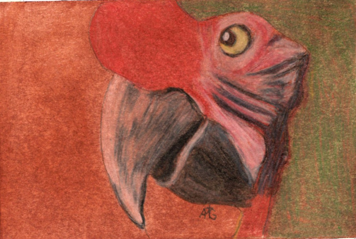 Original Military Macaw Oil and Colored Pencil Portrait