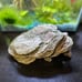 Aquarium Decor