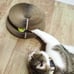 POOCH-LABS Cat Scratcher with ball (24x24x10 Centimeter)