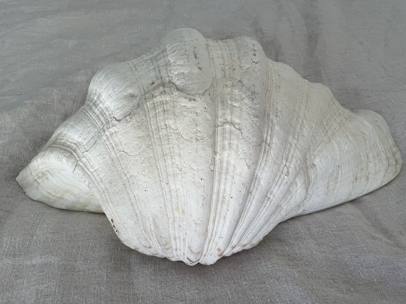 Extra Large XL Decorative White Fluted Clam Shell 11.5” X 8” Weighs 3 1/2 Po