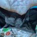 Lululemon 2015 SeaWheeze Pacerival Skirt size 8 Bugs