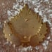 Yesterdaisy Ariel Goddess Pin