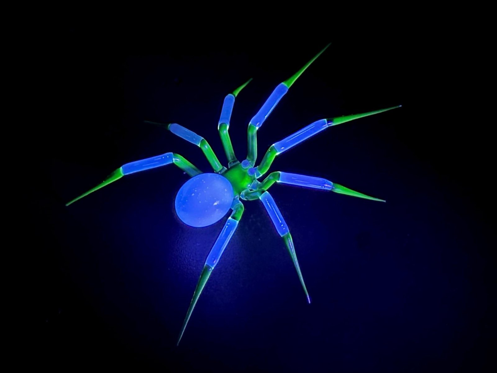 Uranium Vaseline blue glow glow/ black and white spider