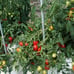 Masterblend Tomato & Veg 4-18-38 (25 lb) Fertilizer Kit. SHIPS FREE