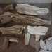 Petrified wood from huntsville texas